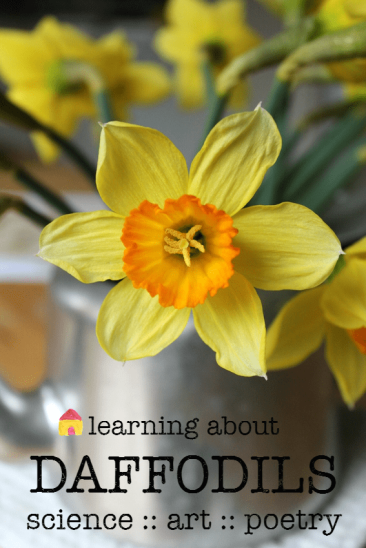 learning-about-daffodils-science-art-poem